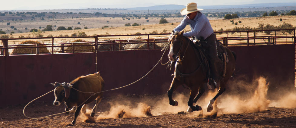 DAGLIG LIV: � fange inn stutekalver og kveg med lasso kan v�re en farlig oppgave for b�de menn og hester, men er en daglig del av livet for Curt Kelling og andre ranchere p� pr�rien. Foto: PER FL�THE