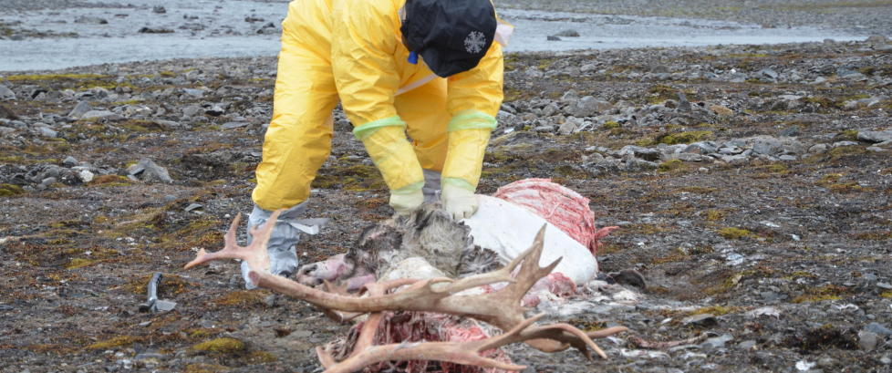 Flere reinsdyr rabiessmittet p� Svalbard
