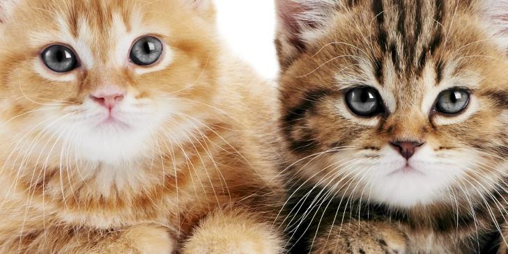 TAKLER SM�BARN: Katter har et kroppsspr�k som sm� barn forst�r. ILLUSTRASJONSFOTO: www.colourbox.com
