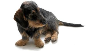 HUND: En trofast venn som krever mye. ILLUSTRASJONSFOTO: www.colourbox.com