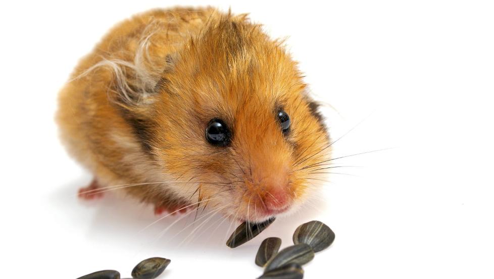 HAMSTER: Lever ikke lenge og er mest aktiv om kvelden og natta. ILLUSTRASJONSFOTO: www.colourbox.com