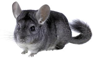 CHINCHILLA: Veldig kjapp og vanskelig � h�ndtere for sm� barn. ILLUSTRASJONSFOTO: www.colourbox.com