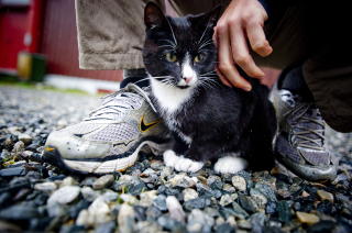  FIRBEINT SELSKAP: Denne katten f�lger deg opp p� fjellet. Foto: THOMAS RASMUS SKAUG.