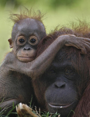 - Regnskogprogrammet er det mest vellykkede klimatiltaket i verden