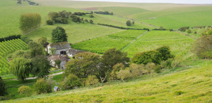 BREAKY BOTTOM VINGÅRD: Den pittoreske vingården ligger i en dal i The South Downs, bare ti minutters kjøretur fra Lewes togstasjon. Foto: MARIANNE WIE BREAKY BOTTOM VINGÅRD: Den pittoreske vingården ligger i en dal i The South Downs, bare ti minutters kjøretur fra Lewes togstasjon. Foto: MARIANNE WIE