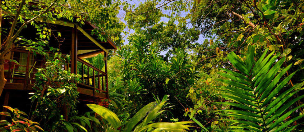 GR�NN LUKSUS: P� dette hotellet bor du i ulike hytter i jungelen.