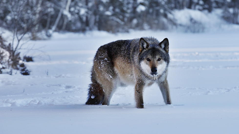 ULVEJAKT: Ulvejakta starter l�rdag, og kvoten p� tre individer st�r fast. Bildet viser den merkede alfahannen i Linnekleppflokken. Foto: Jacques Hvistendahl/Dagbladet