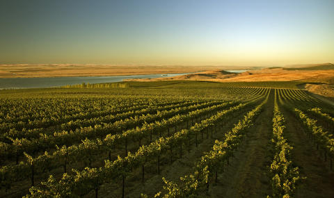 CANOE RIDGE: Morgenstemning p� vinmarkene til Chateau Ste Michelle i Columbia Valley, Washington i USA. Foto: KEVIN CRUFF/Chateau Ste Michelle