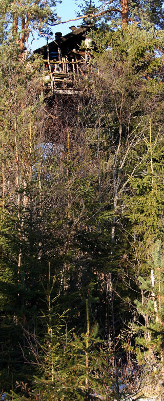  FURUHYTTA:  Den eldste tretopphytta ligger ved en sti inne i skogen. Foto: KIRSTEN M. BUZZI