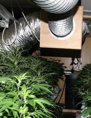 Avslørte stor cannabis-plantasje inne i fjell
