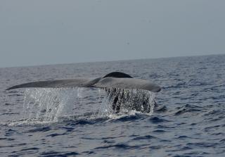 SRI LANKA: Dra videre helt s�r til Matara, som er et av verdens beste steder � se verdens st�rste dyr - bl�hvalen og den litt mindre men fortsatt r�slige fetteren, pygm�bl�hvalen. Foto: WWW.SRILANKA.TRAVEL