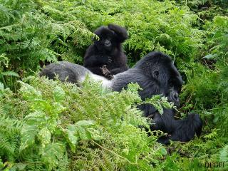 UGANDA  OG RWANDA: Gj�r som Brad Pitt og Madonna, og dra p� gorillsafari i Uganda. Foto: WILDLIFETOURS-RWANDA