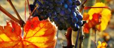 Vinimport�rene i Norge bekrefter sitt rykte