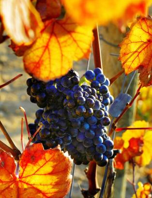 Vinimportørene i Norge bekrefter sitt rykte