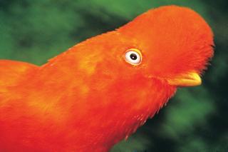 FUGLESAFARI: En rekke s�ramerikanske land som Peru, Colombia og Guyana arrangerer n� turer med fugletitting som form�l. Her en Rupicola. Foto: PERU.INFO