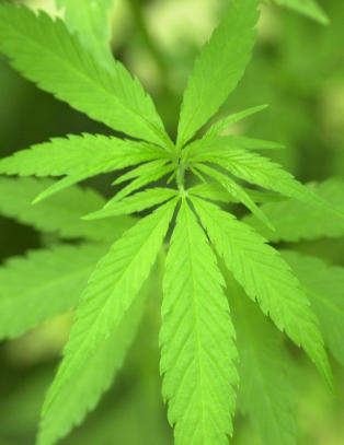Cannabinoidene kommer
