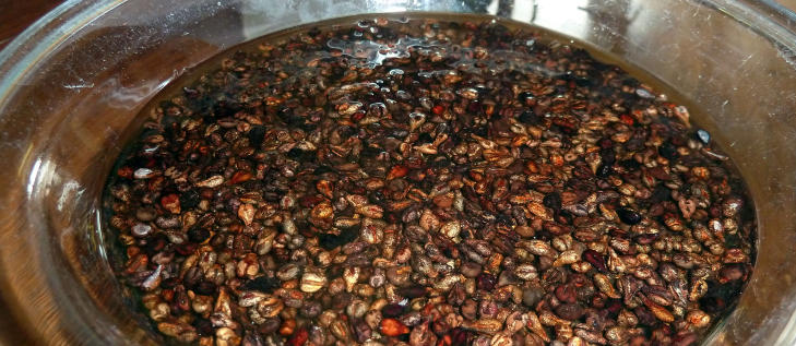 SUKSESSFAKTOR: Tro det eller ei; druesteiner er grunnlaget for spasuksessen, som er tuftet p� kjemiske stoffer i de bitre steinene. Foto: EIVIND PEDERSEN