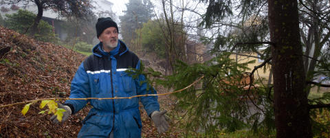 Tre år, fem rettssaker og 300 000 kroner ... men treet står der fortsatt