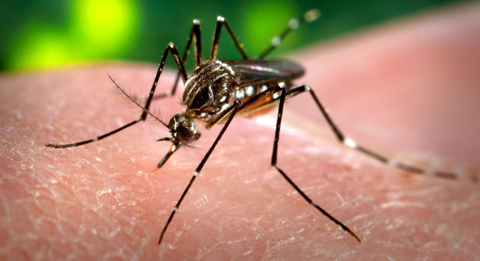 VIRUSSPREDER: Aedes-myggen som sprer denguefeber, skiller seg fra malariamyggen ved at den stikker om dagen. Foto: JAMES GATHANY/AP/SCANPIX