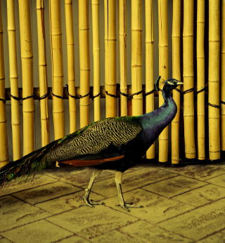 LIKSOMTROPENE: Levende p�fugler g�r omkring blant gjestene.