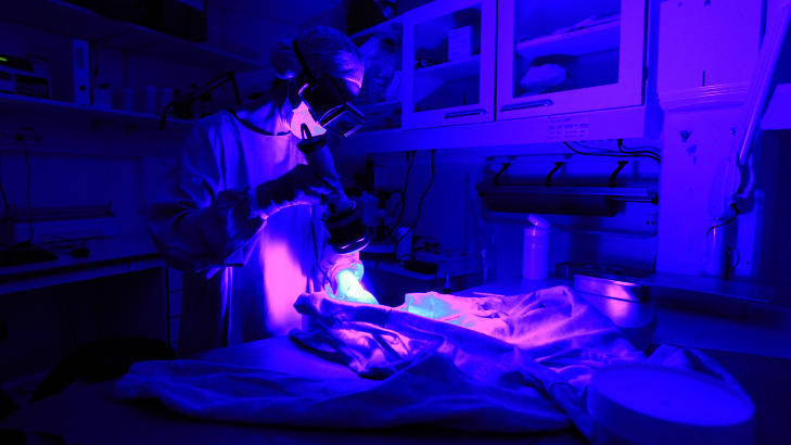 BLOD P� GENSEREN: Avdelingsingeni�r Heidi Haltbakk p� unders�kelsesrommet p� Avdeling for biologiske spor divisjon Rettsmedisin og rusmiddelforskning, Folkehelseinstituttet, p� Rikshospitalet i Oslo. Screening foretas for � p�vise biologisk materiale, eksempelvis blod, s�d og hud . Ved hjelp av UV-lys kan man se mulig spor av blod og s�d. Genseren og buksa p� bildet er fra ei angivelig voldtatt jente. Blod ble funnet p� genseren, mens b�de buksa og genseren testet negativt for s�d. Foto: Lise �serud / Scanpix