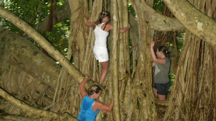 KLATRE: Regnskogen ved Manoa Falls p� Oahu, Hawaii, er et yndet sted for klatrere. Foto: TOM HELGESEN