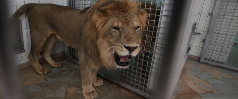 D�rlig nytt �r for Tripoli Zoo?