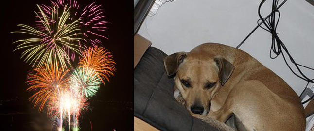 Grise�rer, p�lserebus og hundedop mot panikkangst