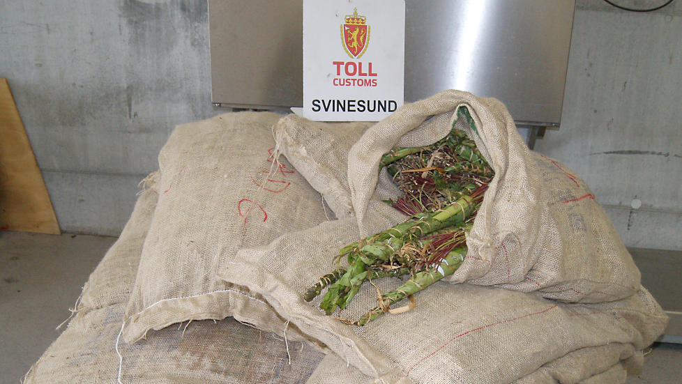 BESLAGLAGT: Et beslag av 297 kilogram khat ble gjort p� Svinesund i midten av juni. Dette er det nest st�rst tollbeslaget av khat noensinne i Norge. Bilf�reren som ble stoppet i tollkontrollen stakk av, men ble senere p�grepet av tollere og politi i �stfold. Foto: Tollvesenet