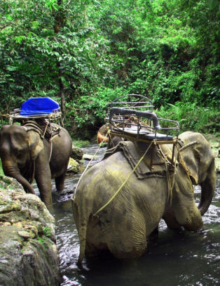 Du m� regne med minst �n overnatting i en av verdens eldste regnskoger