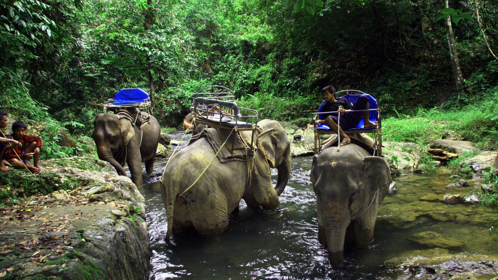 ELEFANTSAFARI: Elefantf�rerne tar en turistpause i den spennende regnskogen Khao Sok. Foto:  KIRSTEN M. BUZZI