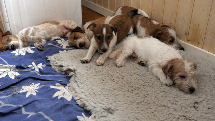 NYE HUNDER: �snes-kvinnen som er d�mt for dyremishandling i Norge, har disse s�te Jack Russel-valpene p� g�rden i Sverige. Foto: Gunno Rask