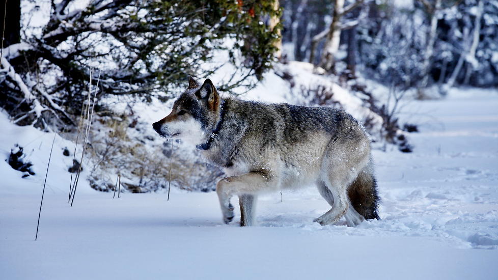 MERKET:: Alfahannen i Linnekleppflokken etter at den har f�tt p� seg halsb�nd. Foto: Jacques Hvistendahl.