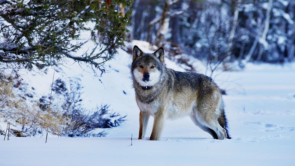 VIL HA LISENSJAKT: Svenske jegere er oppr�rt over ulvepolitikken i Sverige. Her alfahannen i den norske Linnekleppflokken i Aremark etter at den har f�tt p� seg halsb�nd i januar i fjor. Foto: Jacques Hvistendahl/Dagbladet