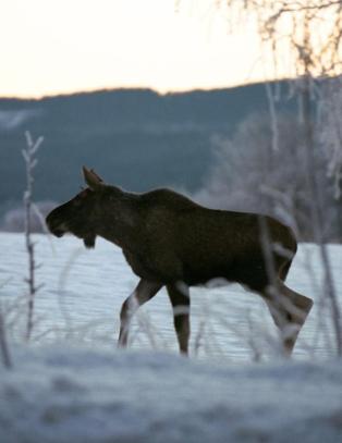 Sn�fallet sender elgen ut p� livsfarlig ferd