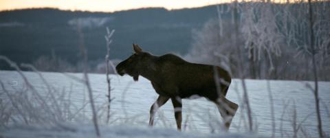 Sn�fallet sender elgen ut p� livsfarlig ferd