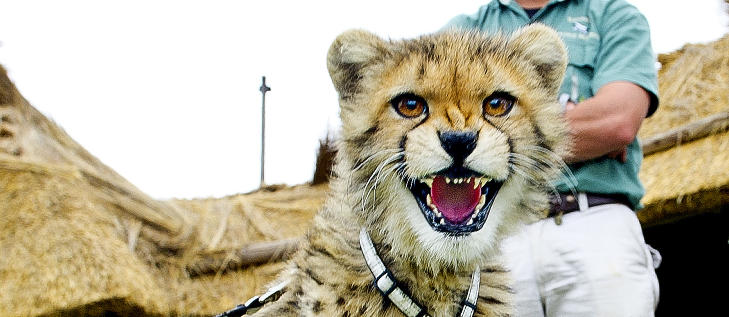 TEN�RING:  Cheecky er sju m�neder og verdens raskeste landdyr. Gepard er lett � skille fra leoparder ved den svarte t�restripa som g�r fra �ynene. Foto: JOHN TERJE PEDERSEN