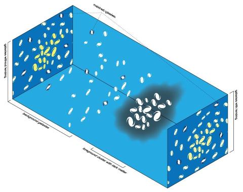 SLIK FOREG�R DET: Illustrasjon av gravitasjonslinsing. Lyset fra galaksene i bakgrunnen blir vridd og vrengt p� av gravitasjonen fra en galaksehop som ligger langs synslinjen. Resultatet blir et litt fordreid bilde av de bakre galaksene. Legg merke til at galaksene danner et sirkul�rt m�nster rundt gravitasjosnslinsa. Grafikk: Michael Sachs