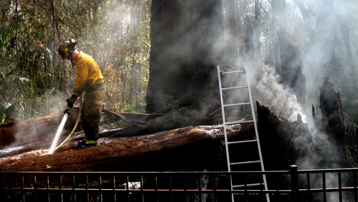 SENATOREN: Sypresstreet, som het �Senatoren�, ble regnet som verdens femte eldste tre. Treet var 38 meter h�yt, og hadde en diameter p� 5,3 meter. Foto: AP/ORLANDO SENTINEL/SCANPIX