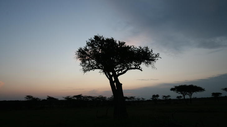 NATTNATUR: De vakre akasietr�rne pryder savannen, som om natta er full av lyder. Alle foto: SNORRE BRYNE OG NORA BREMN�S