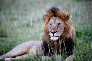 ENSOM MAJESTET: Hannl�ven er ikke bare dyrenes konge, men ogs� savannens.