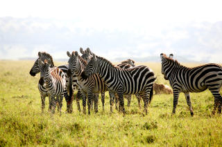 VANLIG SYN: Hvert �r trekker millioner av dyr nordover til Masai Mara fra Serengeti. Her en sebraflokk.