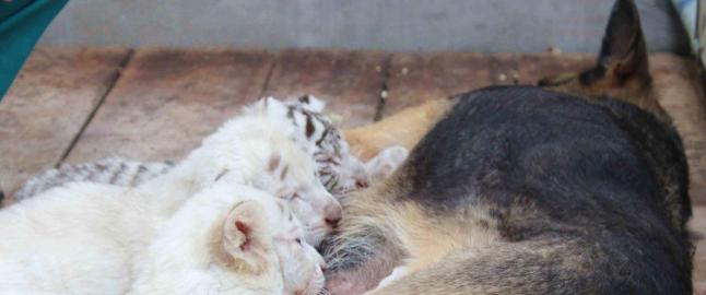 Hund ble surrogatmor for tre ensomme tigerunger