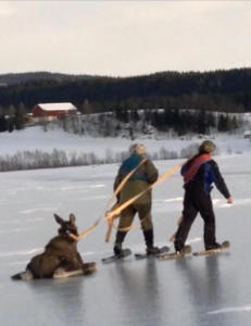 - Den pr�vde � reise seg, men hadde ingen sjanse. Det var for glatt