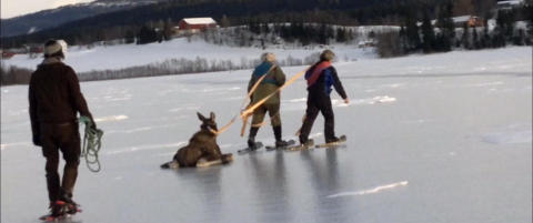 - Den pr�vde � reise seg, men hadde ingen sjanse. Det var for glatt