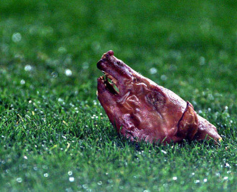 GRISEHODE: Slik �nsket Barca-fansen Luis Figo velkommen da han kom tilbake til Nou Camp som Real Madrid-spiller. Foto: AP Photo/Courtesy of AS Newspaper/Scanpix