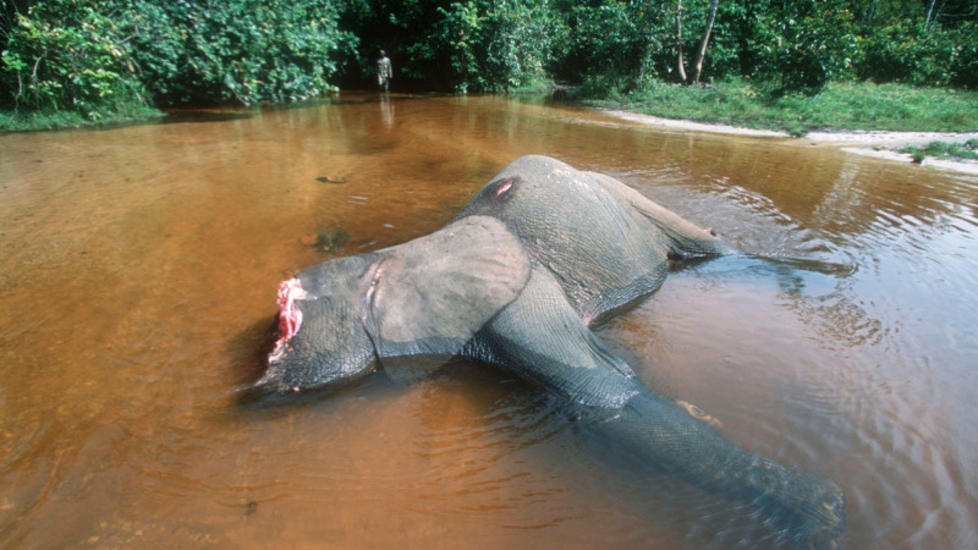  MAKABERT SYN : En elefant ligger d�d i vannet etter � ha blitt drept for tennene sine i nasjonalparken Dzanga-Ndoki i Den sentralafrikanske republikk. Foto: Martin Harvey / WWF