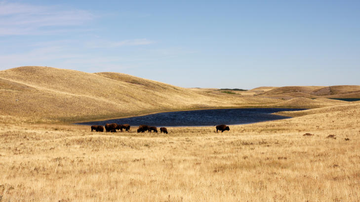 INNHEGNING: En dr�y time s�rover fra Head-Smashed-In mot nasjonalparken Waterton, kan du kj�re inn i en innhegning, p� eget ansvar vel � merke, og oppleve en tilsynelatende halvvill flokk med et tjuetalls bison. Foto: PETTER L�KEN