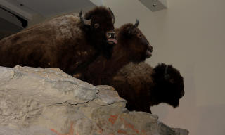 BISONPANIKK: Flokker p� hundrevis av bison l�p utfor stupet i panikk under jakten. Hele b�lingen fulgte etter lederkua. Foto: PETTER L�KEN