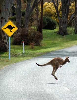 - Pass opp Burgund, her kommer Australia!